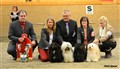 BIS Uppfödargrupp 121013 Timrå.jpg